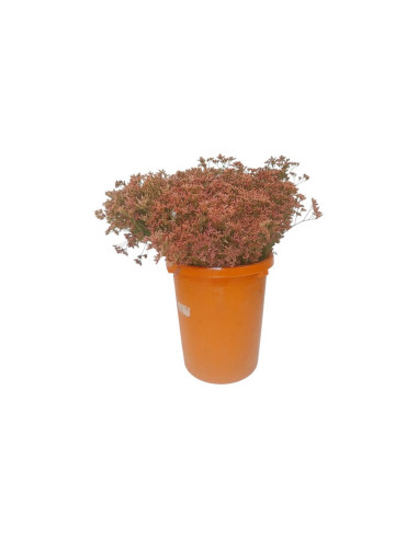 LIMONIUM EMILLE TENYIT PREU POM