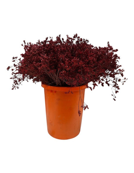 LIMONIUM EMILLE TENYIT PREU POM