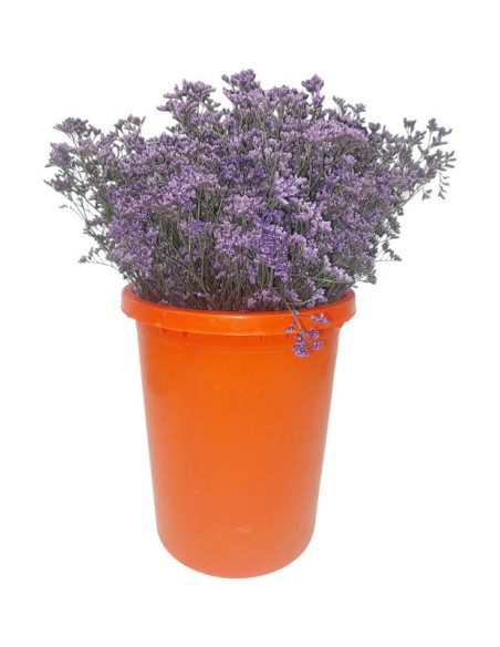 LIMONIUM EMILLE TENYIT PREU POM
