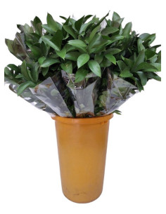 RUSCUS "EXTRA" 70/80CM PREU POM