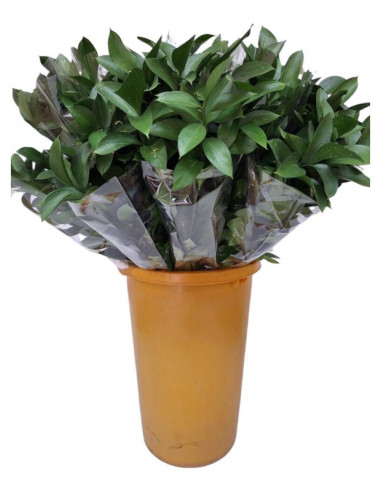 RUSCUS "EXTRA" 70/80CM PREU POM