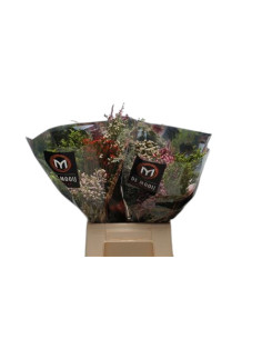 SAFARI BOUQUET VERD MIX PREU POM