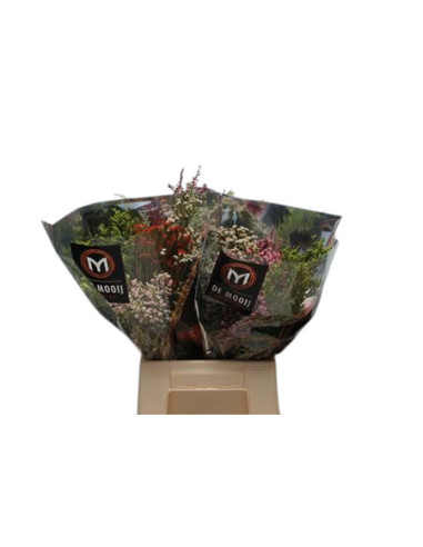 SAFARI BOUQUET VERD MIX PREU POM