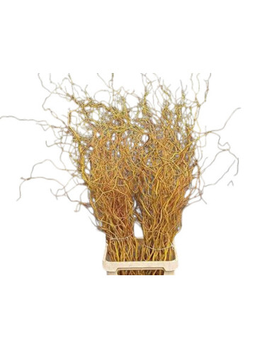 SALIX IMP 120CM PREU TIJA POMX5