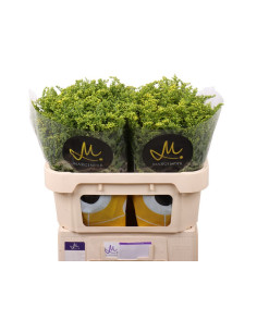 SOLIDAGO GOLDEN GLORY 70CM PREU TIJA POMX5