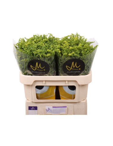 SOLIDAGO GOLDEN GLORY 70CM PREU TIJA POMX5