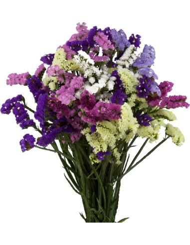 STATICE PAIS MIX PREU POM