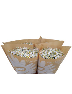 TANACETUM IMP PREU TIJA POMX25