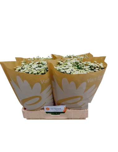 TANACETUM IMP PREU TIJA POMX25