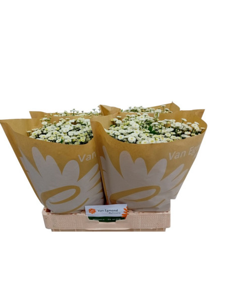 TANACETUM IMP PREU TIJA POMX25