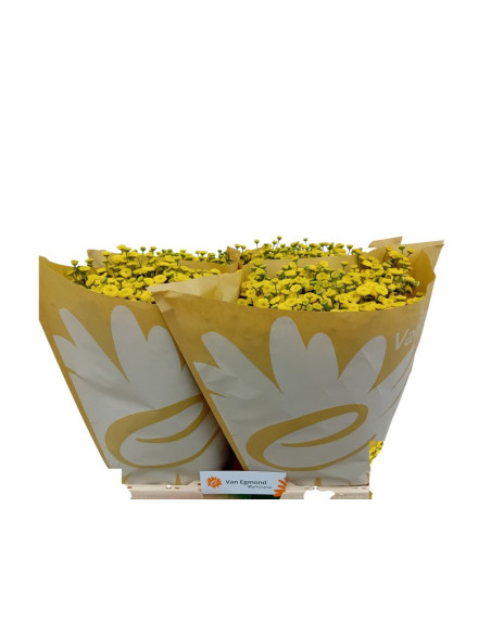 TANACETUM IMP PREU TIJA POMX25