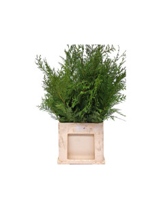 THUJA POM PREUXPOM