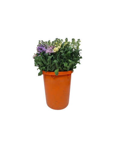 VIOLER PAIS EXTRA PREU POMX5 TIGES