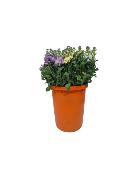 VIOLER PAIS EXTRA PREU POMX5 TIGES