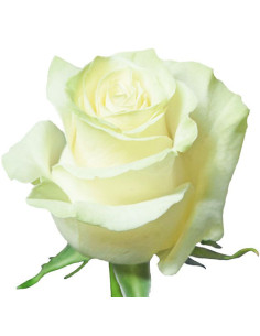 ROSA COL MONDIAL 50CM BLANCA PREU TIJA POMX25