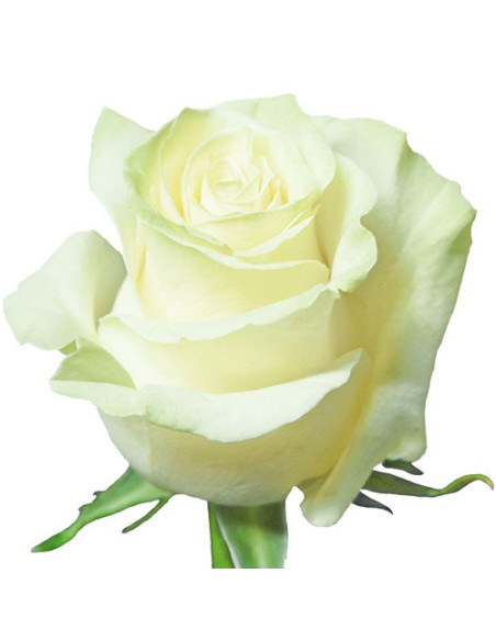 ROSA COL MONDIAL 70CM BLANCA PREU TIJA POMX25