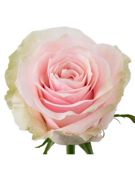 ROSA COL PINK MONDIAL 70CM ROSA PREU TIJA POMX25