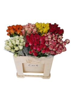 ROSA COL SPRAY MIX 60CM PREU TIJA POMX10