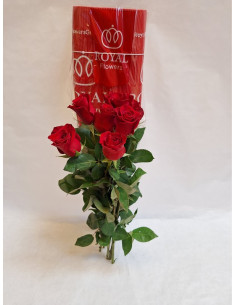 ROSA ECU FREEDOM ROY 50CM PREU TIJA POMX25