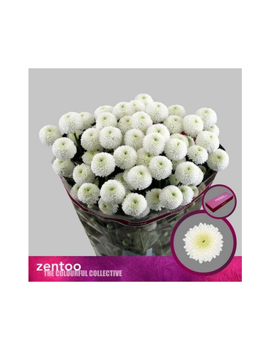 CRISANT. PREU TIJA POMX5