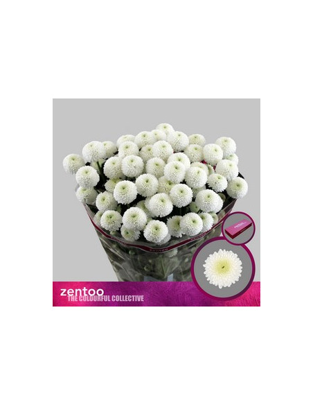 CRISANT. PREU TIJA POMX5