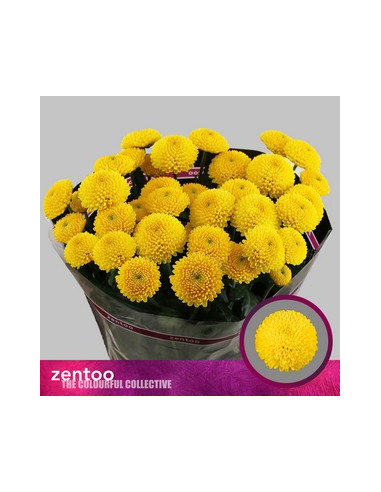 CRISANT. PREU TIJA POMX5