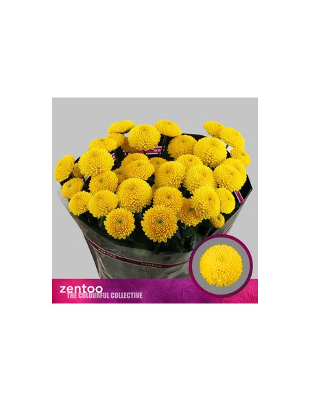 CRISANT. PREU TIJA POMX5