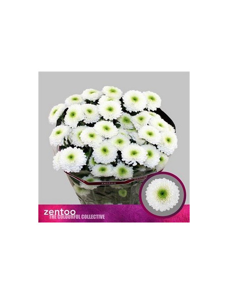 CRISANT. PREU TIJA POMX5