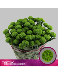 CRISANT. PREU TIJA POMX5 2