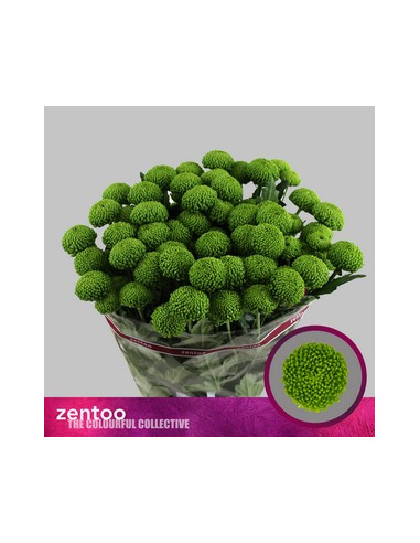 CRISANT. PREU TIJA POMX5