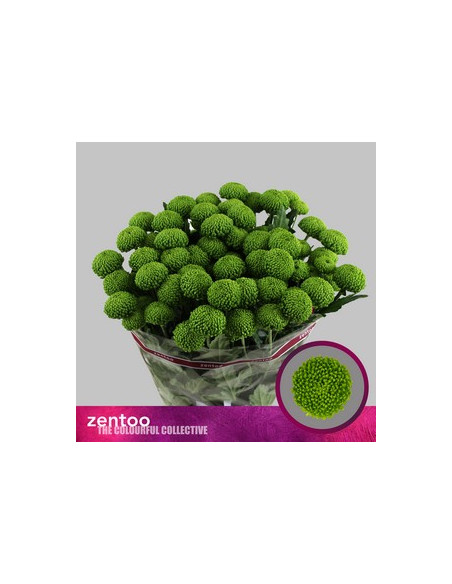 CRISANT. PREU TIJA POMX5