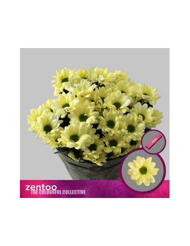 CRISANT. PREU TIJA POMX5