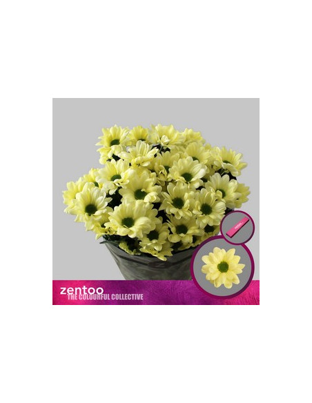 CRISANT. PREU TIJA POMX5