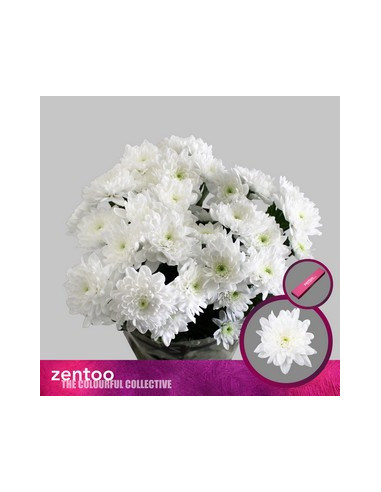 CRISANT. PREU TIJA POMX5