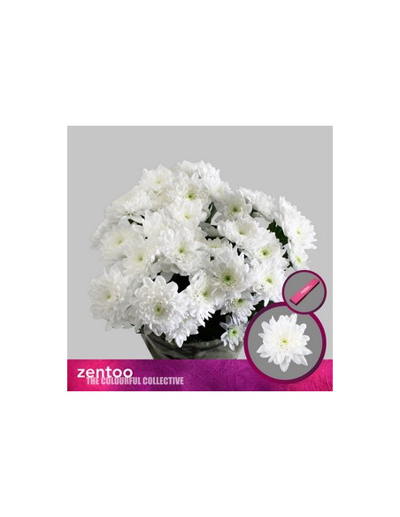 CRISANT. PREU TIJA POMX5