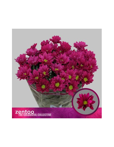 CRISANT. PREU TIJA POMX5