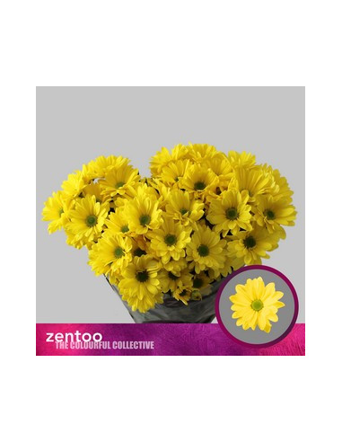 CRISANT. PREU TIJA POMX5