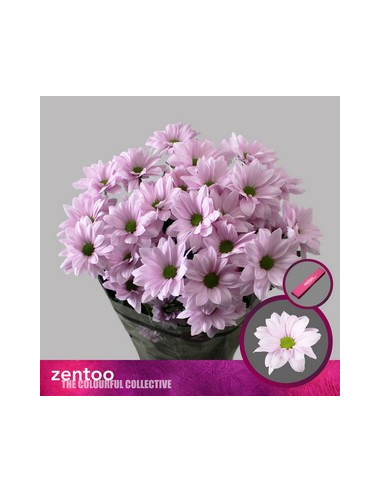 CRISANT. PREU TIJA POMX5