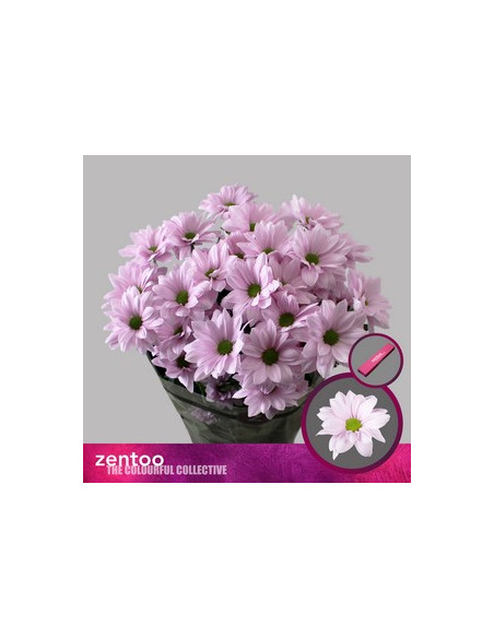 CRISANT. PREU TIJA POMX5