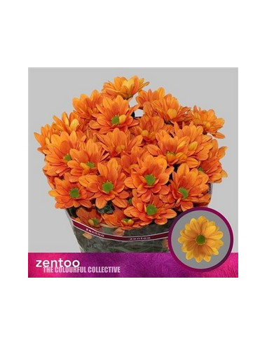 CRISANT. PREU TIJA POMX5