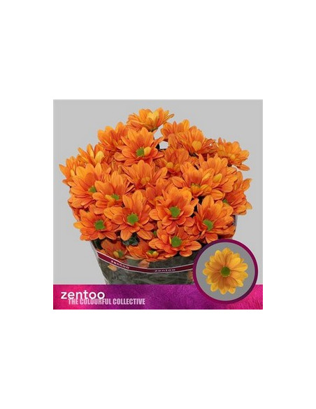 CRISANT. PREU TIJA POMX5