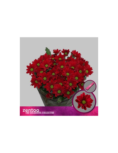 CRISANT. PREU TIJA POMX5