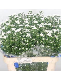 ASTER MIX PREU TIJA POMX5 2