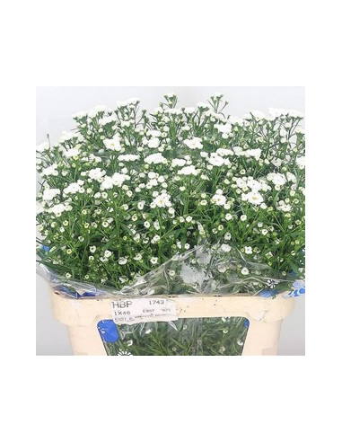 ASTER MIX PREU TIJA POMX5