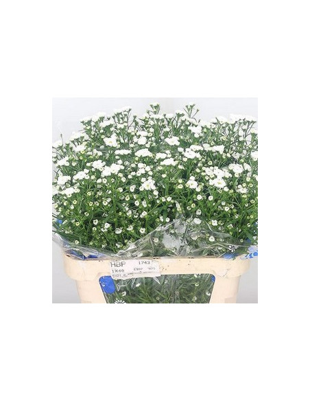 ASTER MIX PREU TIJA POMX5