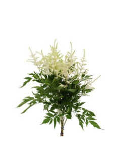 ASTILBE MIX PREU TIJA POMX10 2