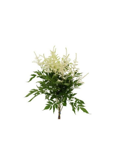 ASTILBE MIX PREU TIJA POMX10