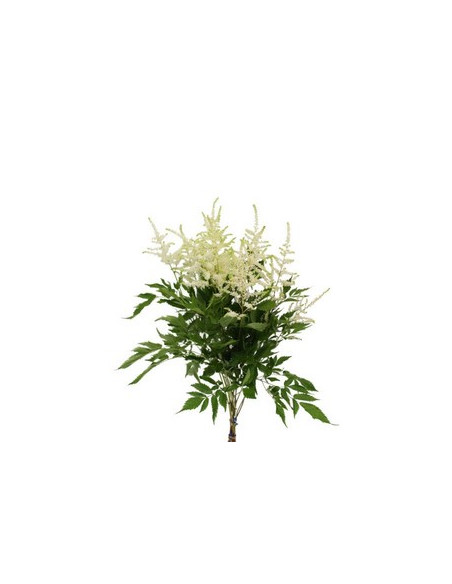 ASTILBE MIX PREU TIJA POMX10