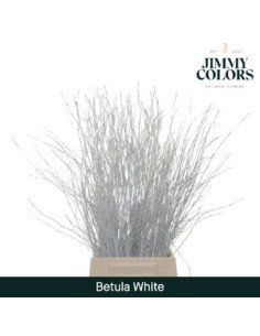 BETULA RAMIFICADA DE COLOR 60CM POMX10 2