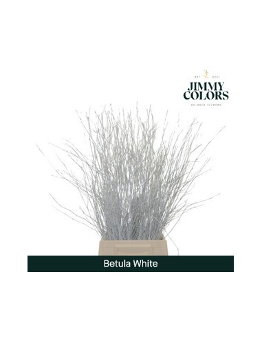 BETULA RAMIFICADA DE COLOR 60CM POMX10